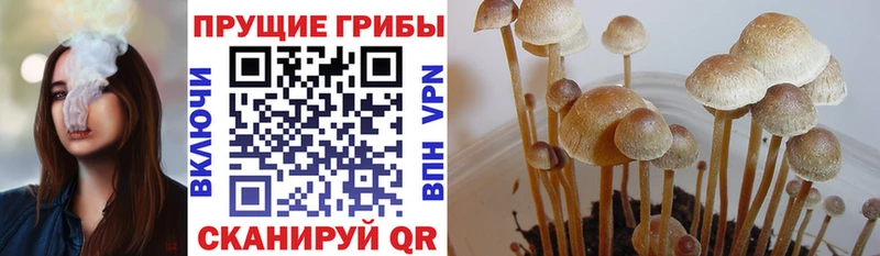 купить   Юхнов  Псилоцибиновые грибы мицелий 